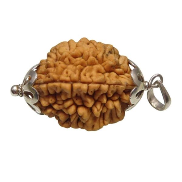 2-MUKHI INDIAN RUDRAKSHA