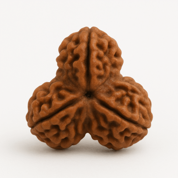 3-MUKHI INDIAN RUDRAKSHA